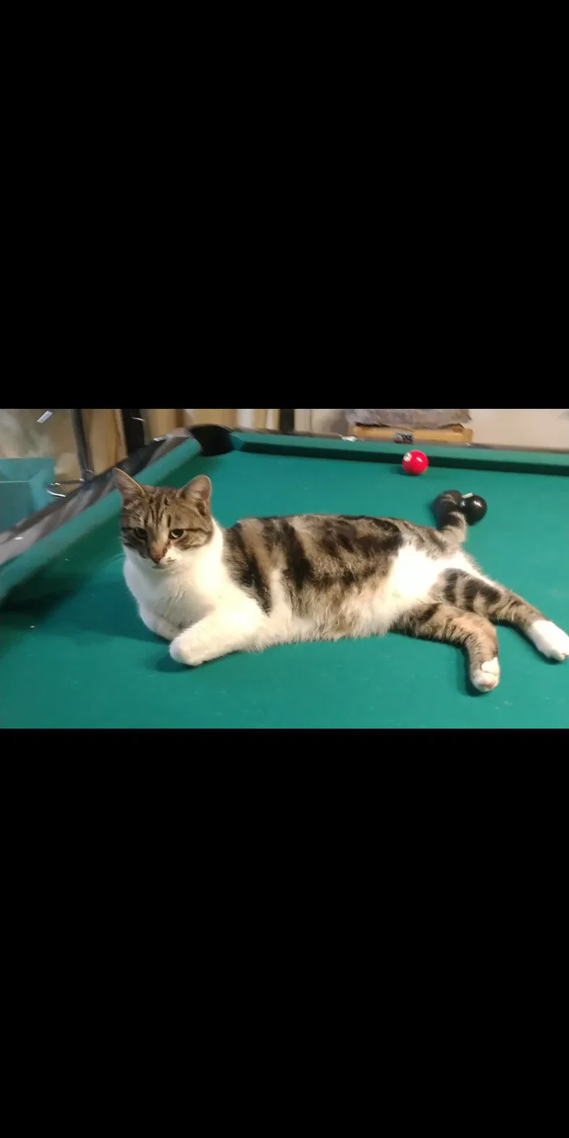 Lost cat in Petaluma, CA, 94952