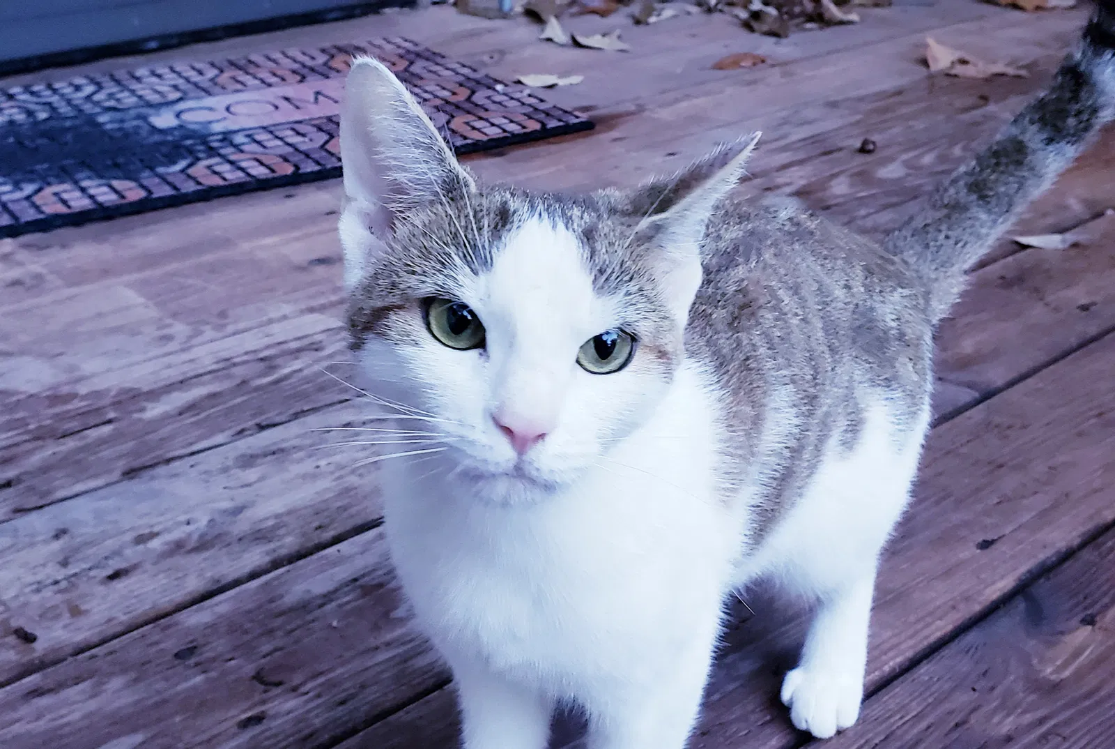 Lost cat in Alabaster, AL, 35007