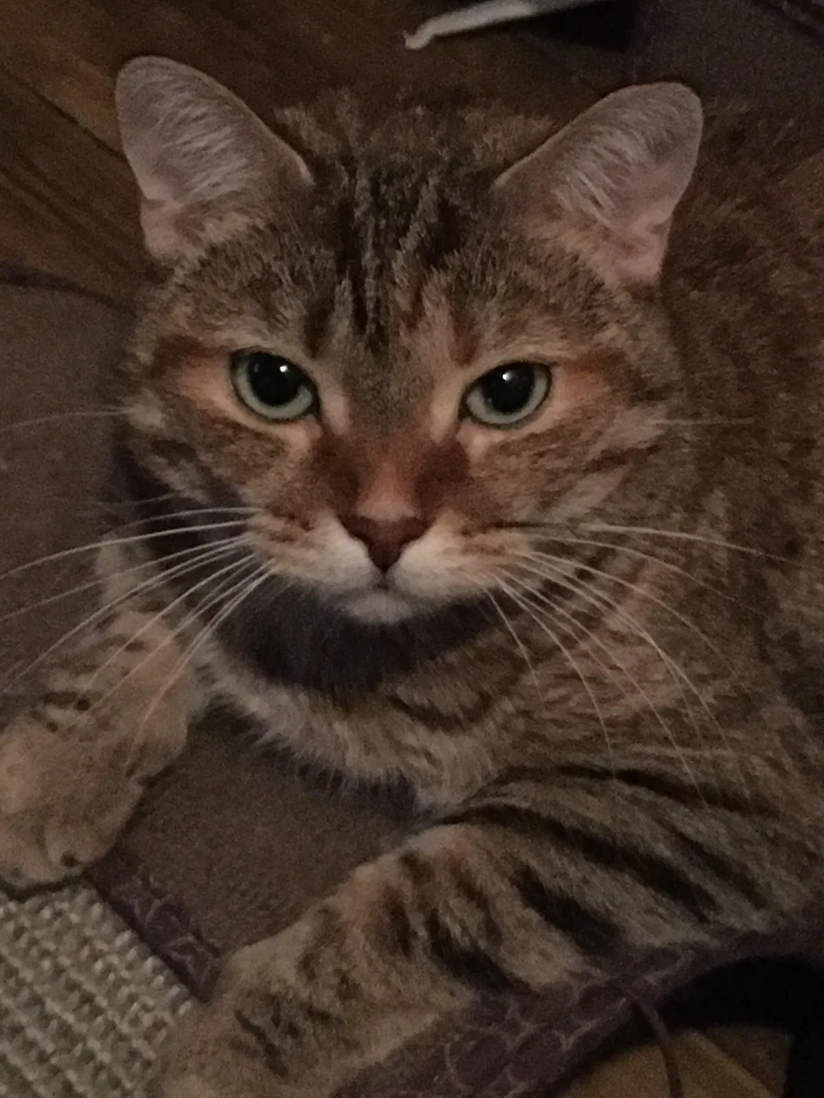 Lost cat in Middletown, OH, 45044