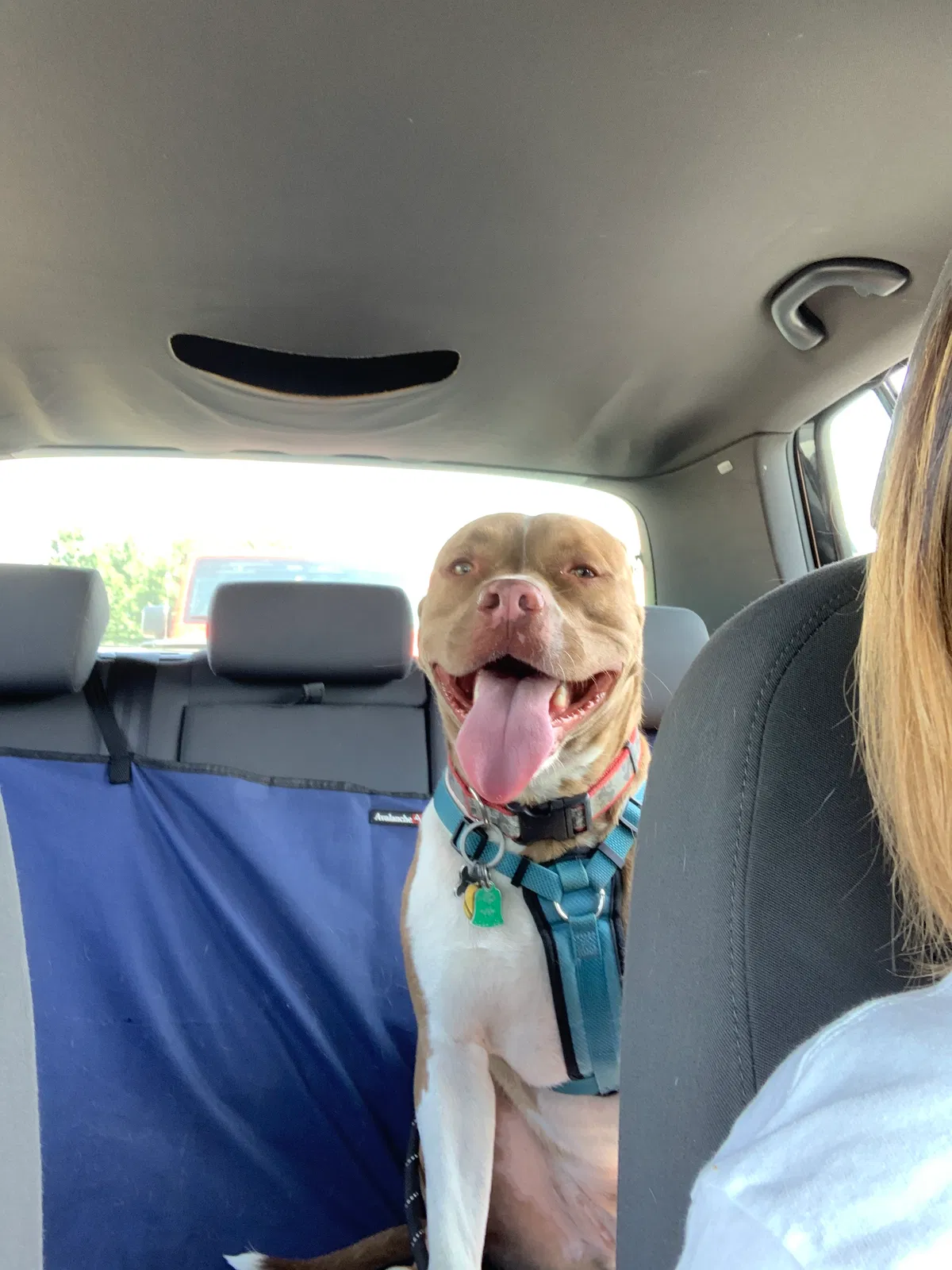 Lost dog in Frederick, MD, 21704