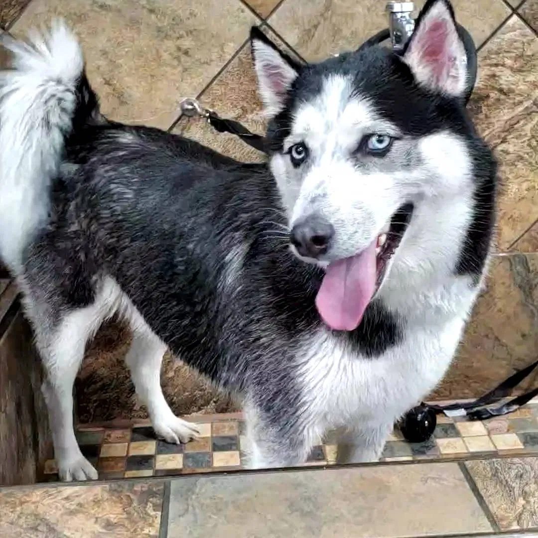 Lost dog in Runnemede, NJ, 8078