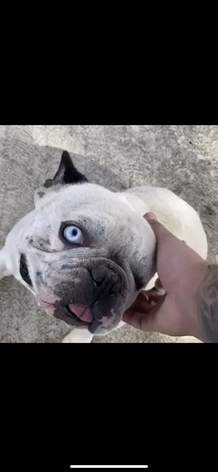 Lost dog in Sylmar, CA, 91342