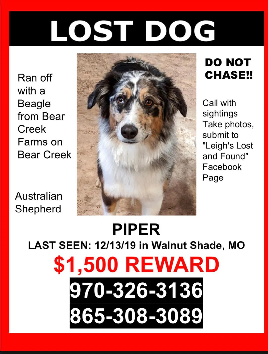 Lost dog in Branson, MO, 65616