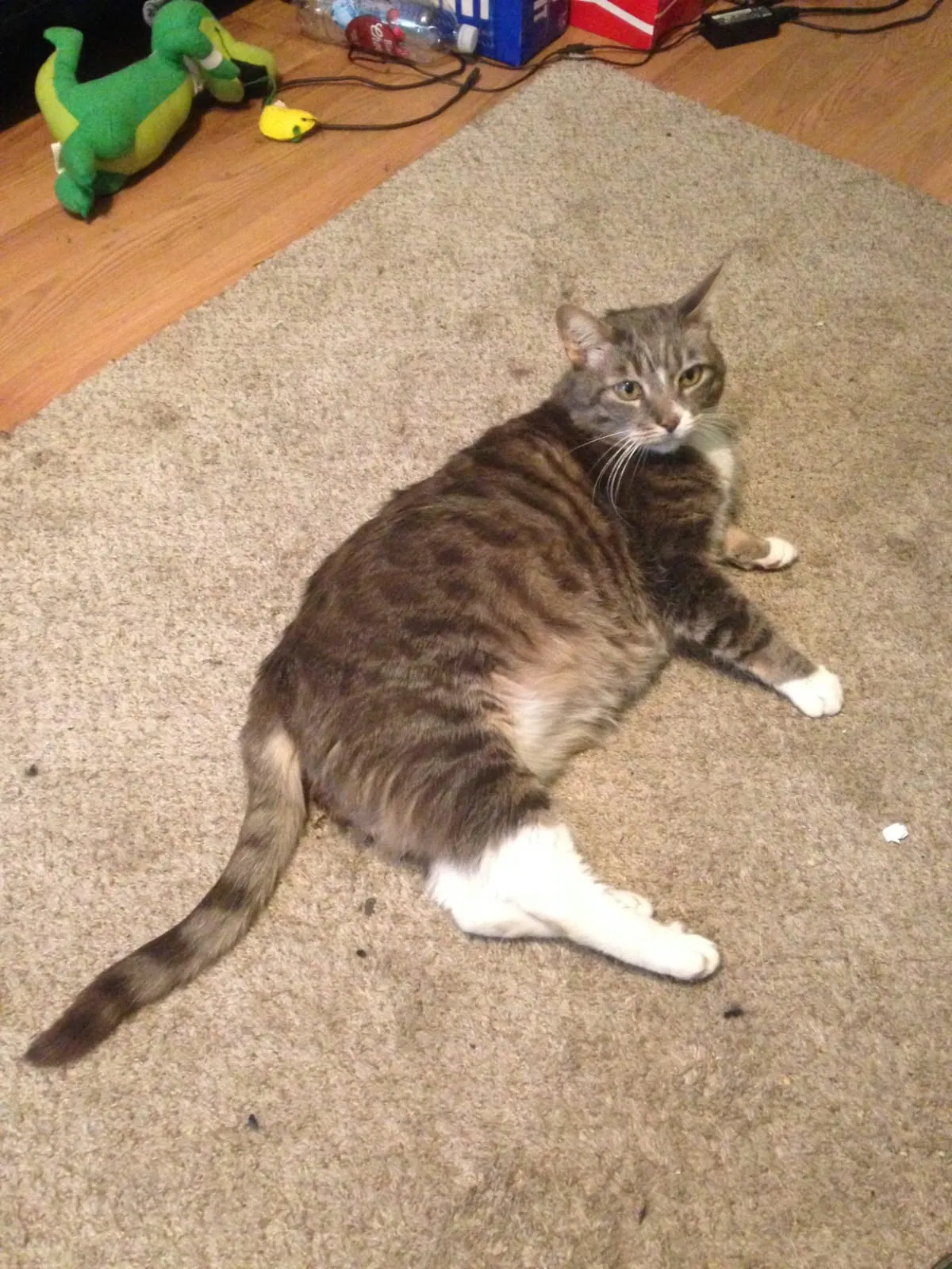 Lost cat in Lake Peekskill, NY, 10537