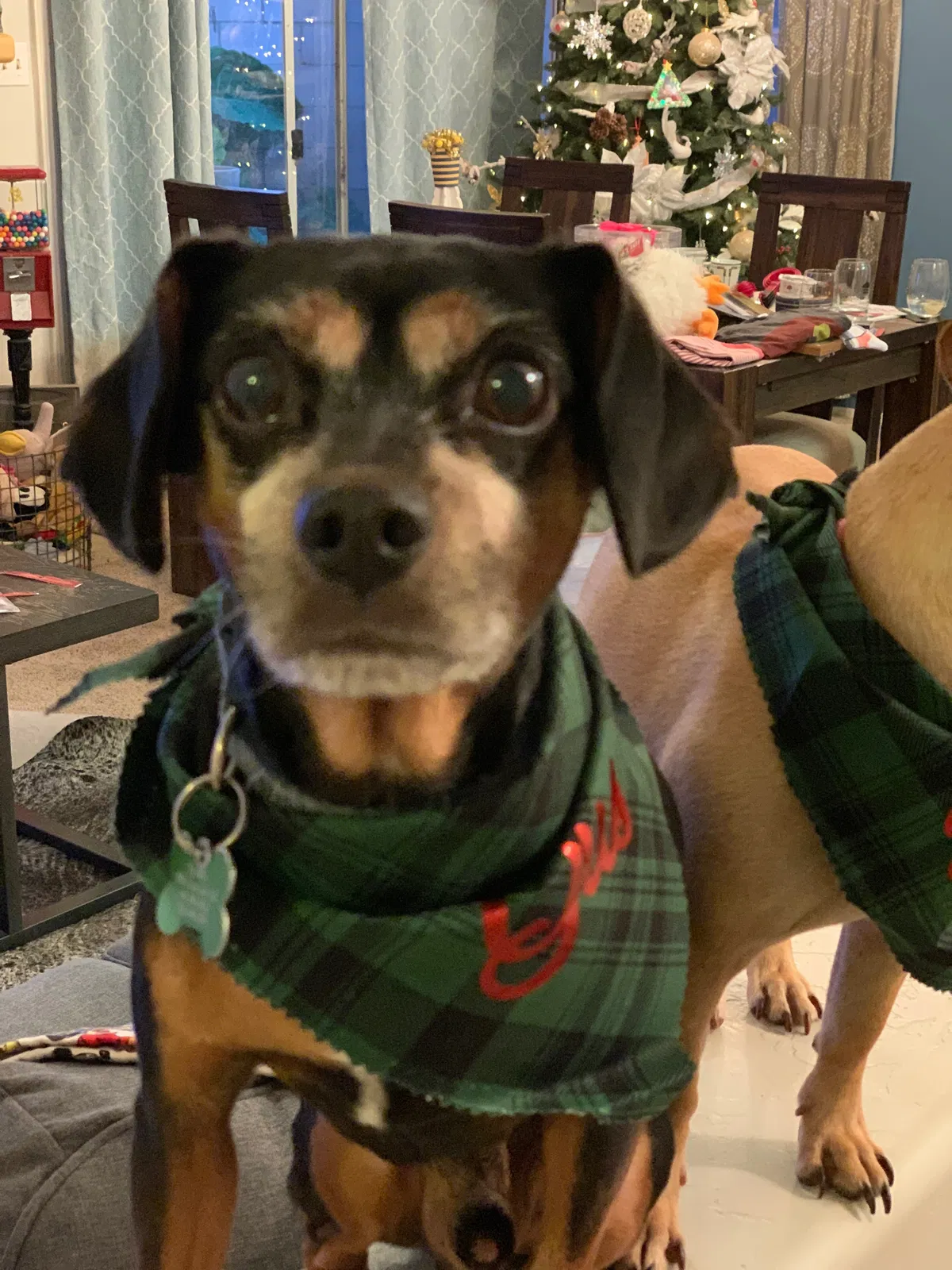 Lost dog in Bakersfield, CA, 93311