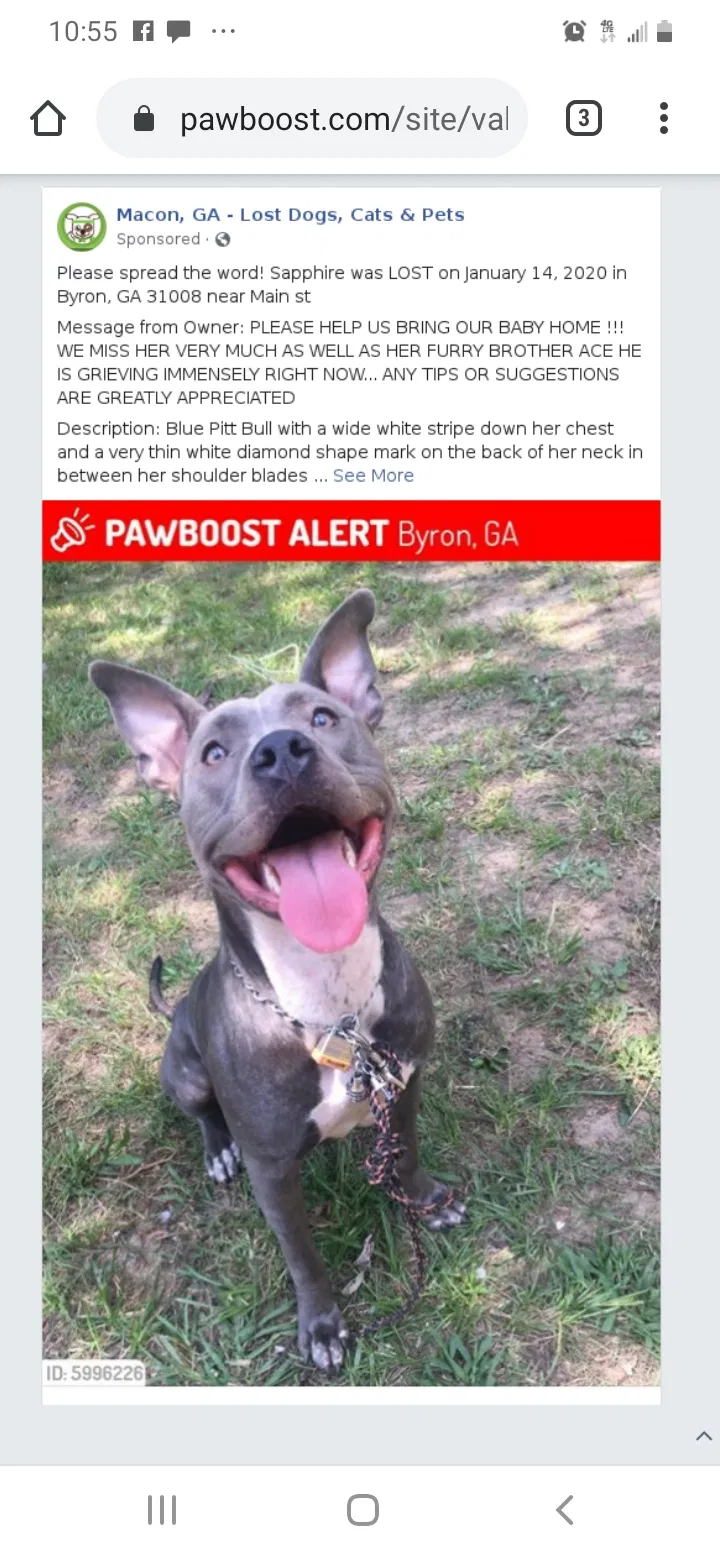 Lost dog in Byron, GA, 31008