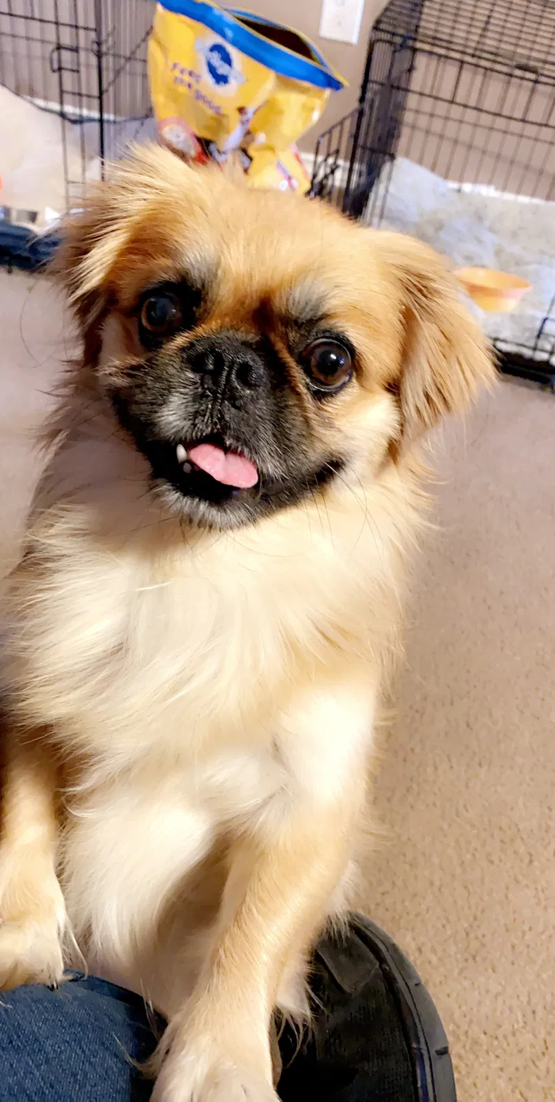 Lost dog in Lubbock, TX, 79403