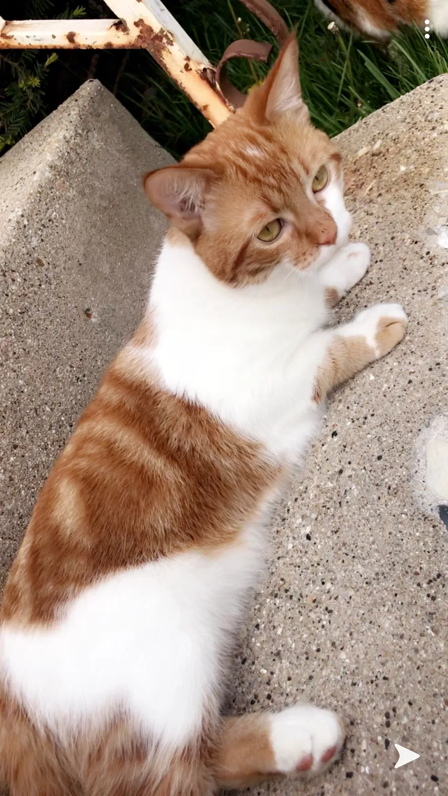 Lost cat in Chicago, IL, 60656