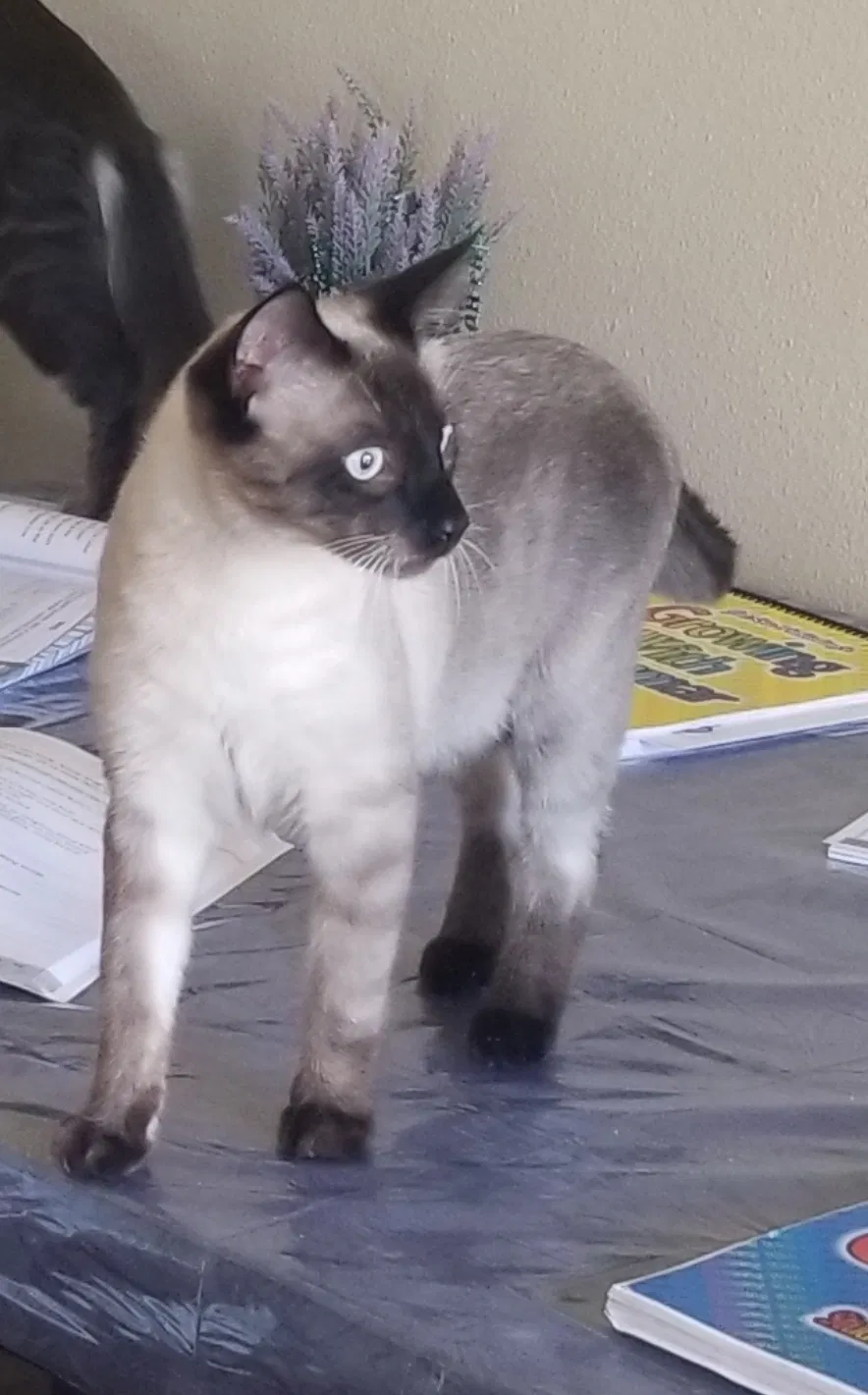 Lost cat in Livermore, CA, 94550