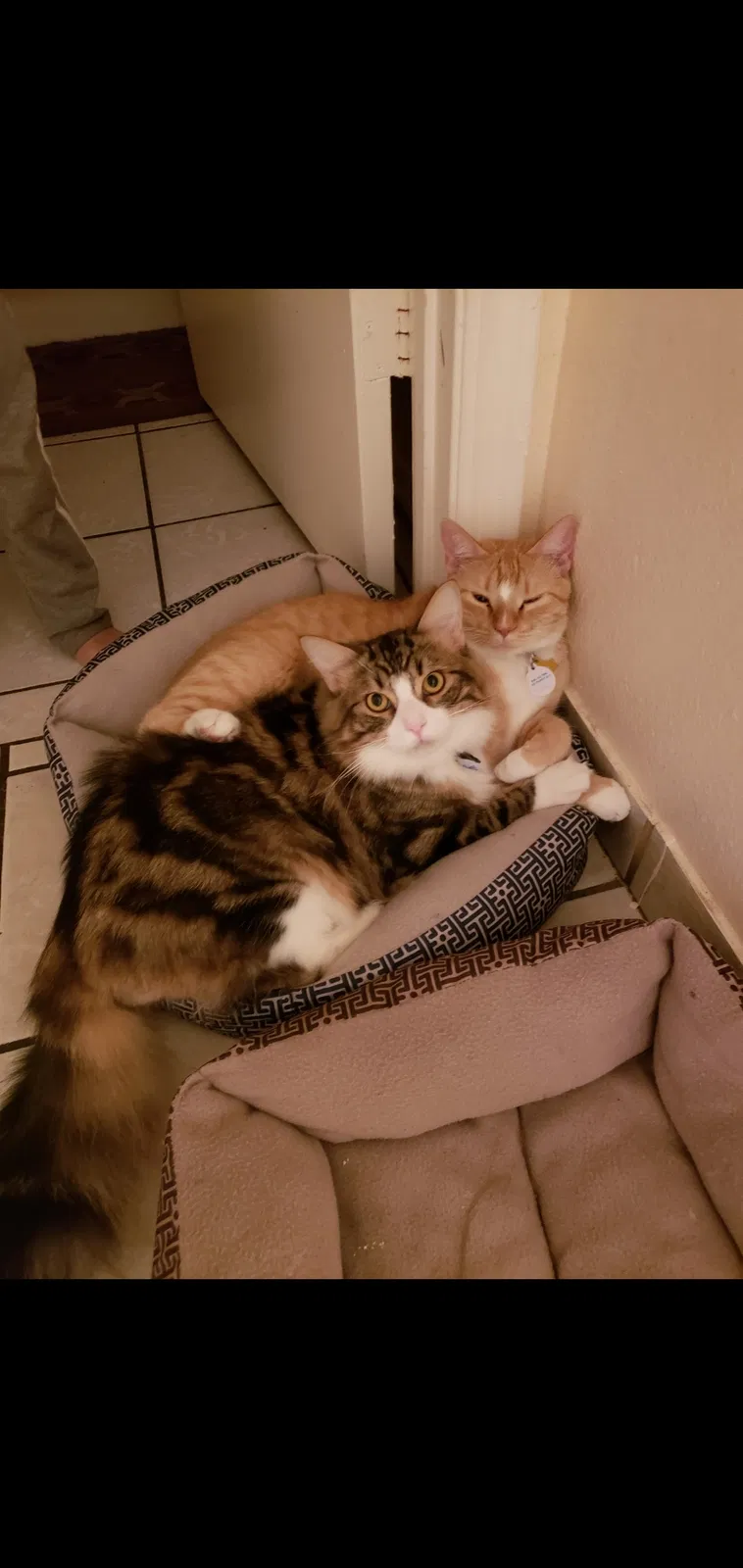 Lost cat in Mesa, AZ, 85204