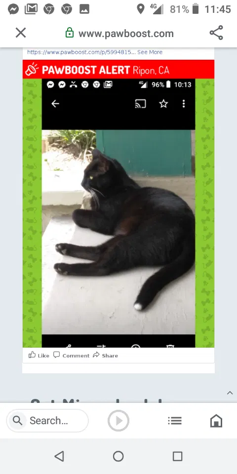 Lost cat in Ripon, CA, 95366