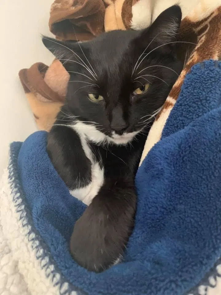 Lost cat in North Brunswick, NJ, 8902
