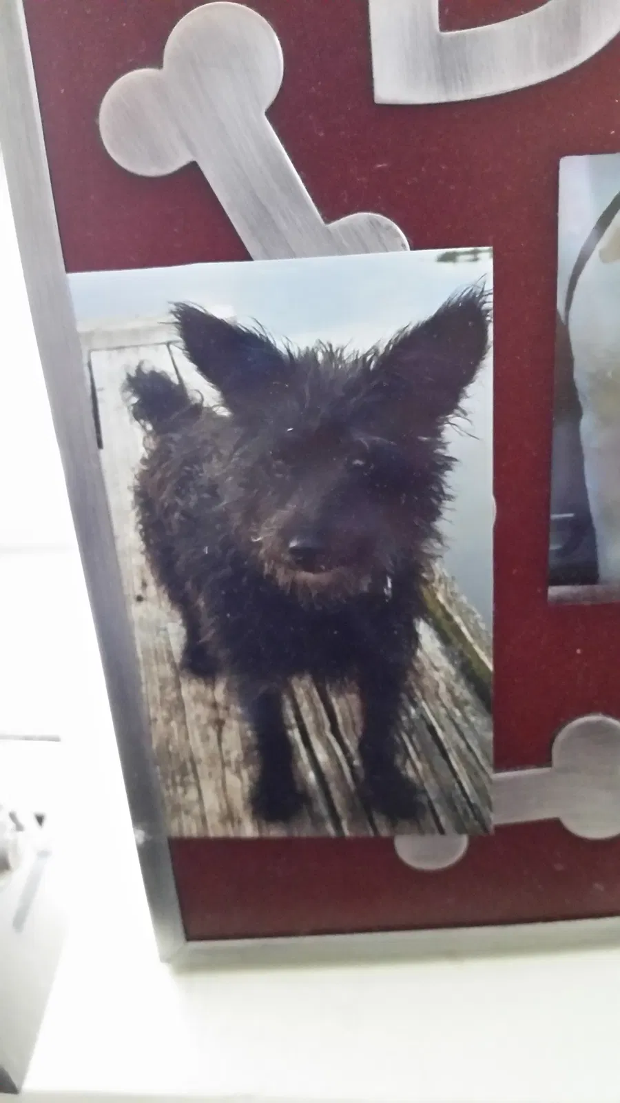 Lost dog in Cedar Hill, TX, 75104