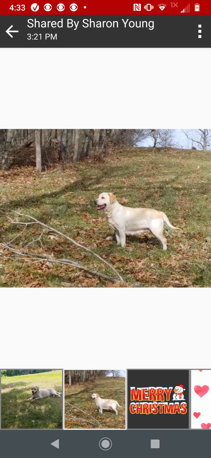 Lost dog in Christiansburg, VA, 24073