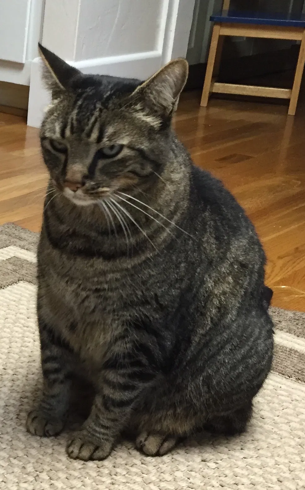 Lost cat in Lodi, CA, 95240