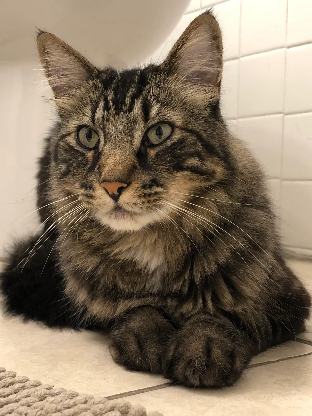 Lost cat in Los Angeles, CA, 90027