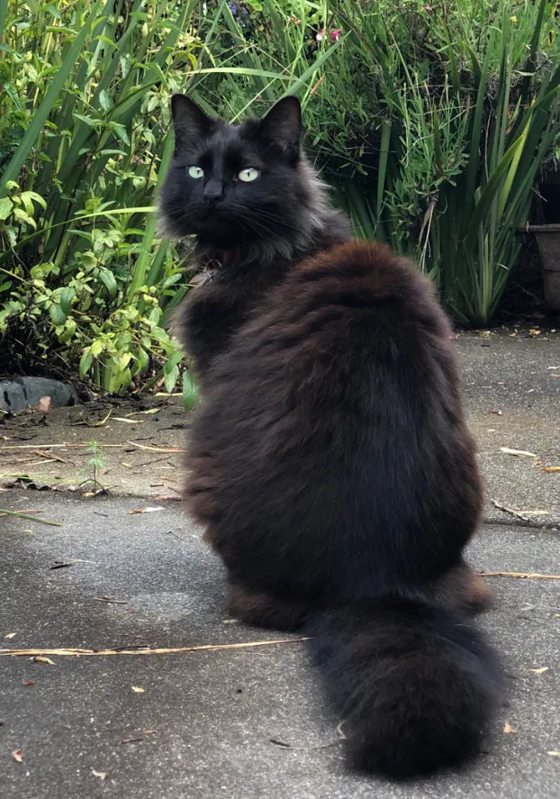 Lost cat in Santa Rosa, CA, 95404