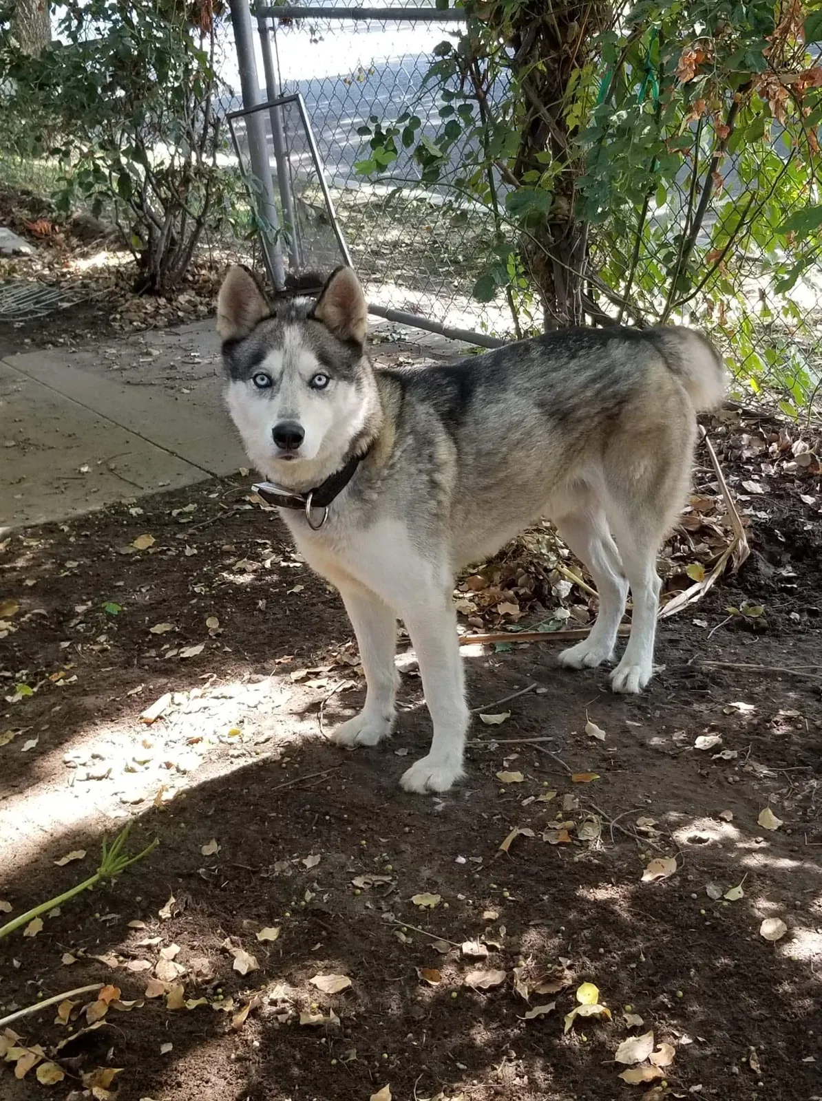 Lost dog in Fresno, CA, 93728