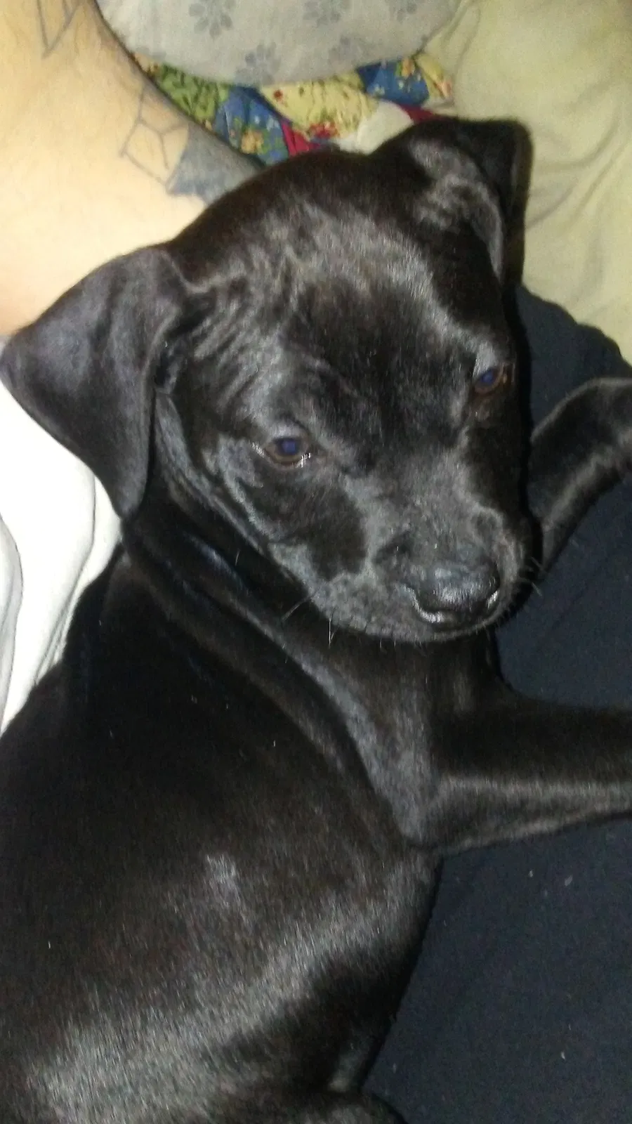 Lost dog in Fayetteville, NC, 28312
