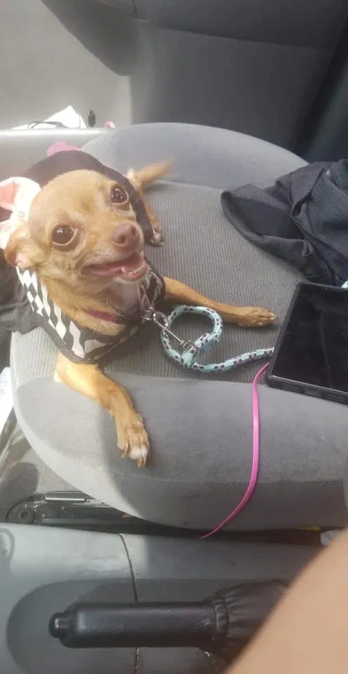 Lost dog in Chicago, IL, 60608