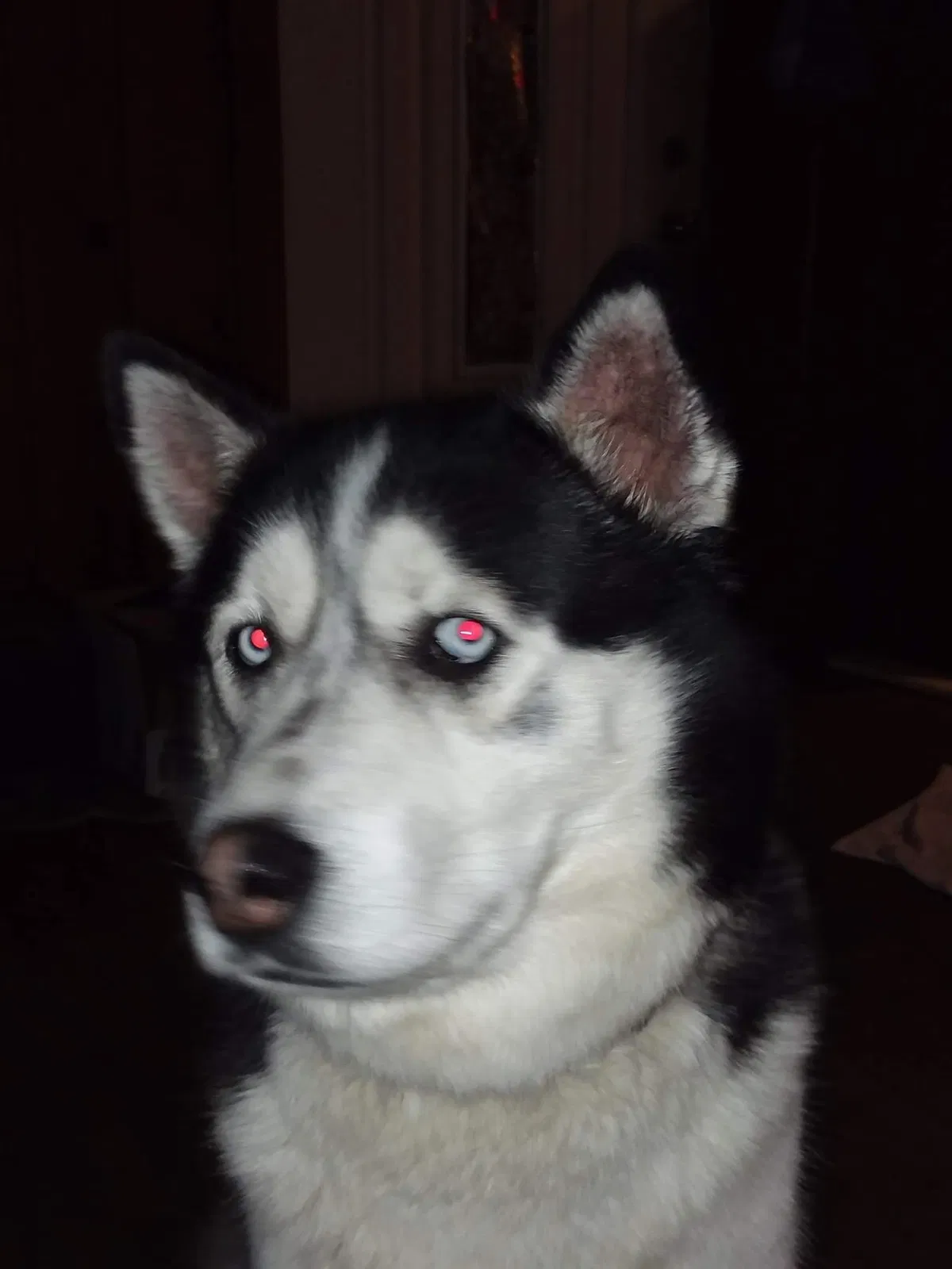 Lost dog in Springfield, IL, 62702