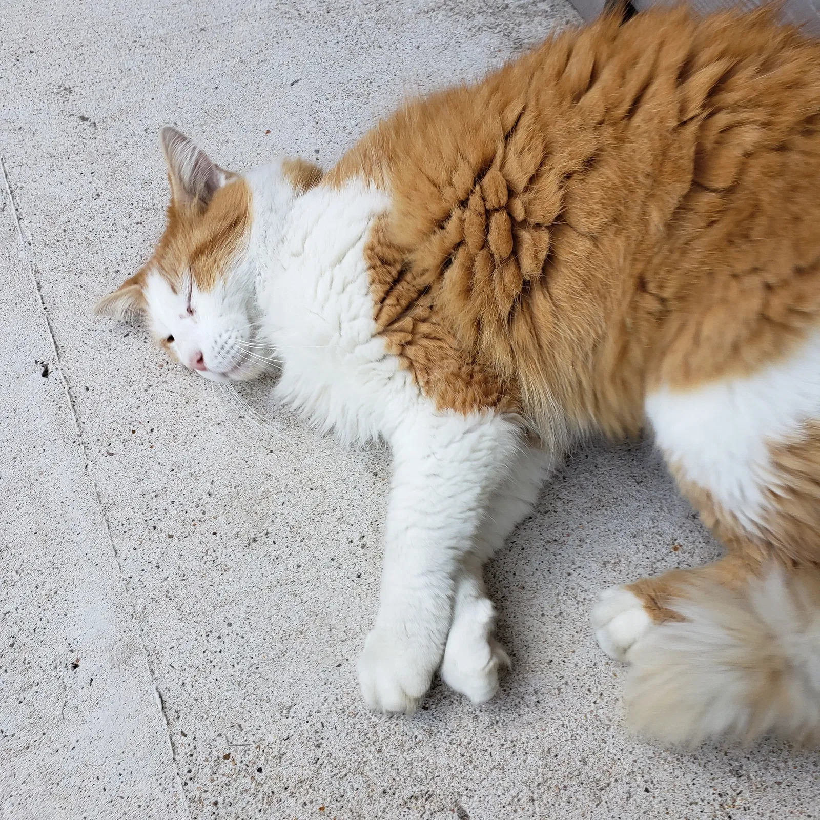 Lost cat in Cypress, TX, 77433