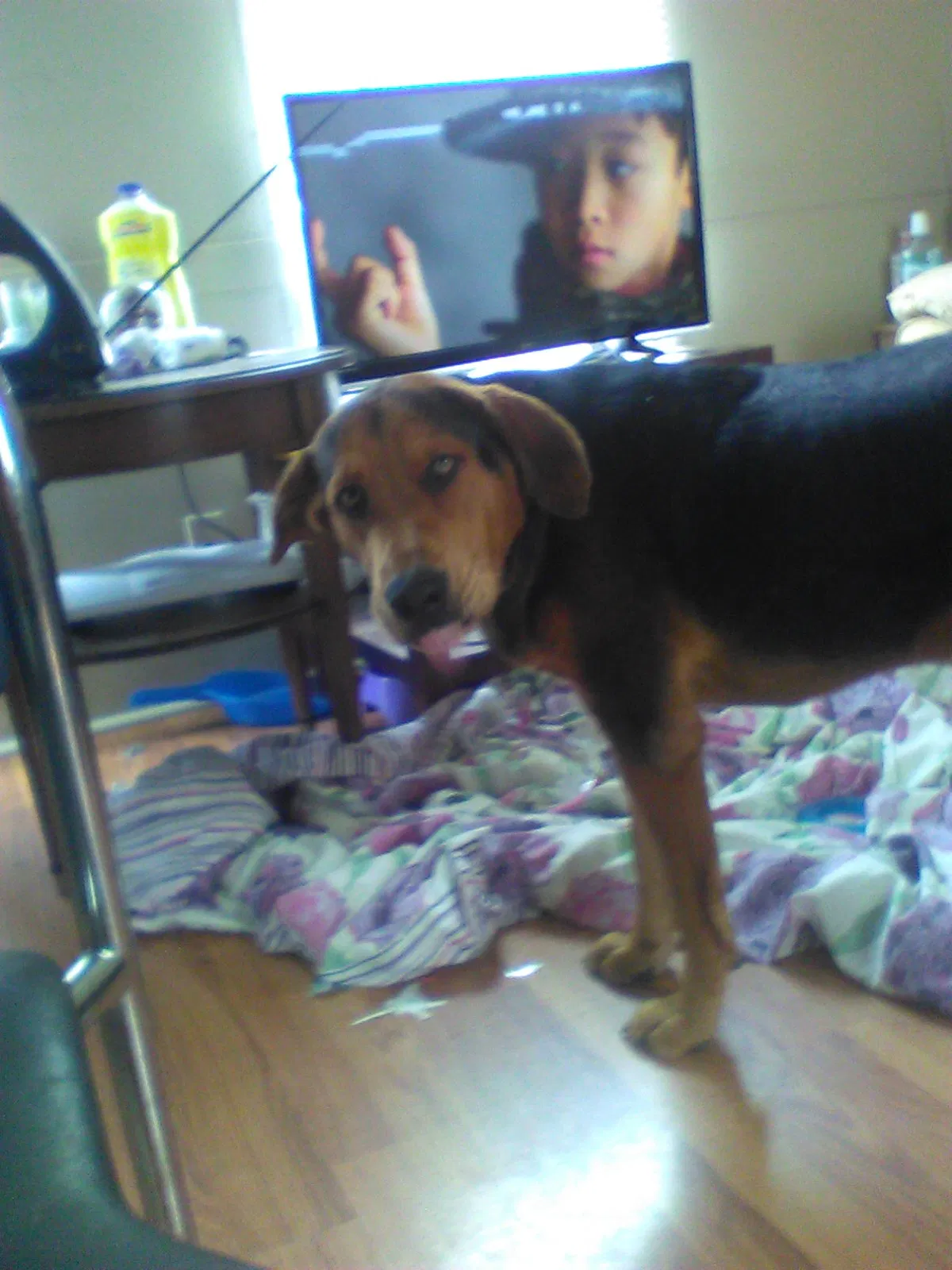 Lost dog in Ramseur, NC, 27316