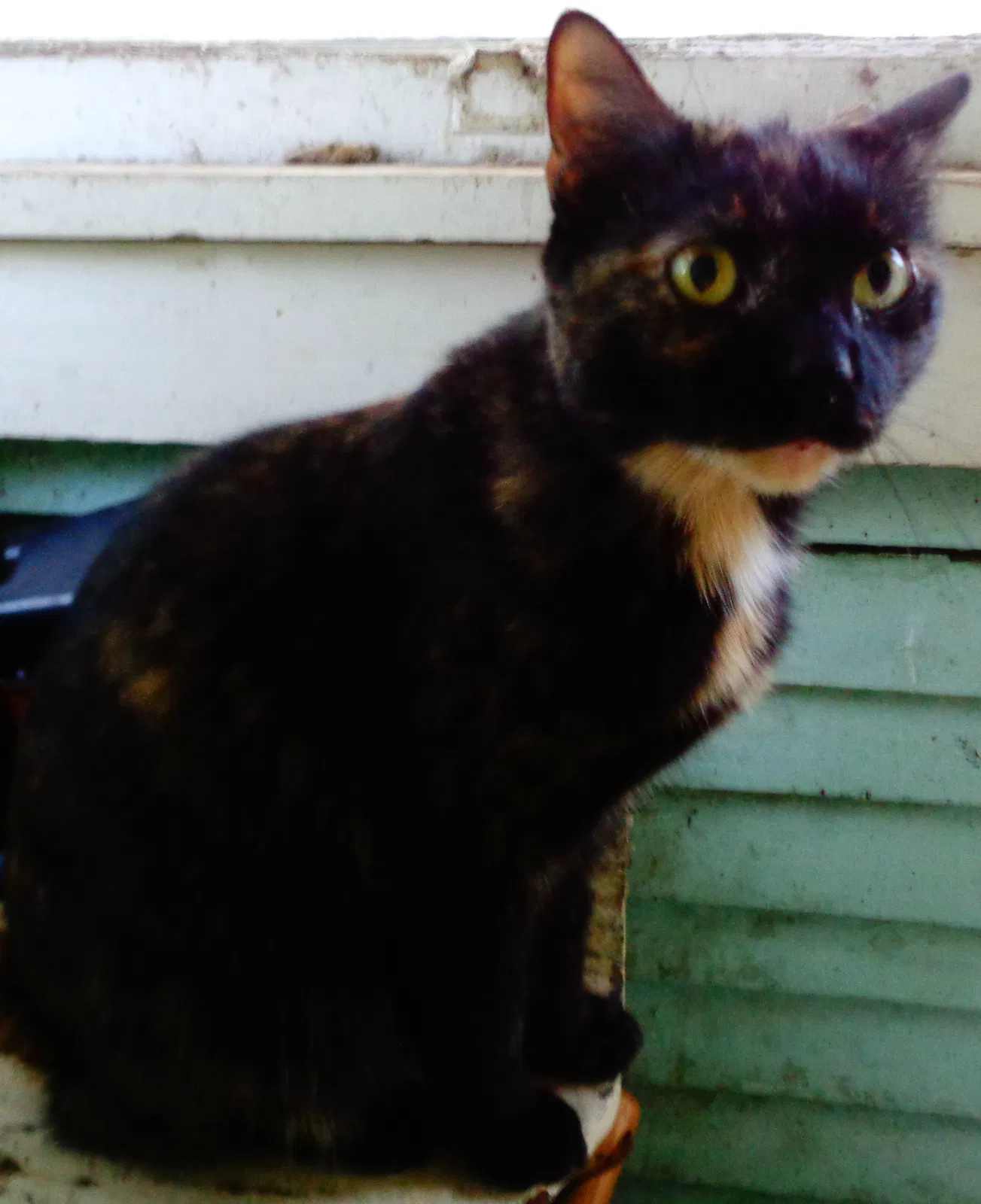 Lost cat in Wichita, KS, 67203