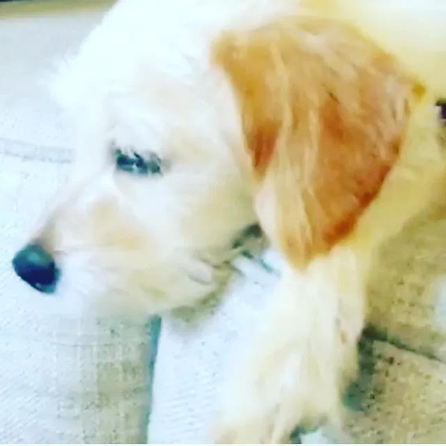 Lost dog in Stockton, CA, 95207