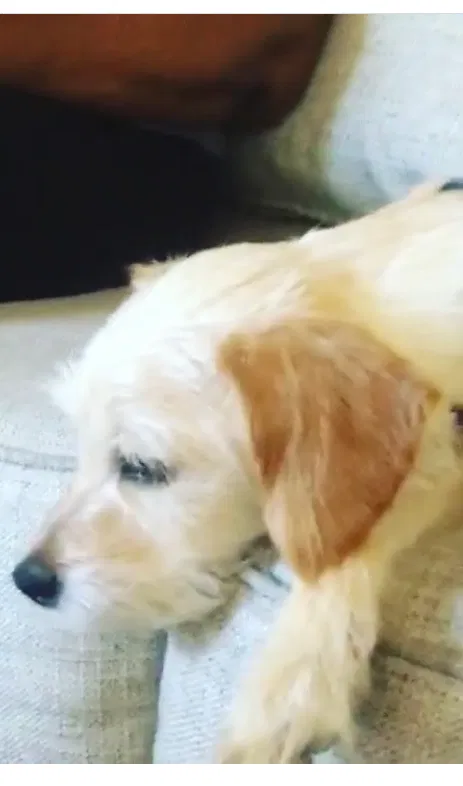 Lost dog in Stockton, CA, 95207