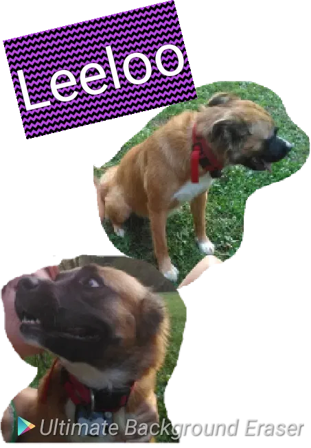 Lost dog in Dalton, GA, 30721