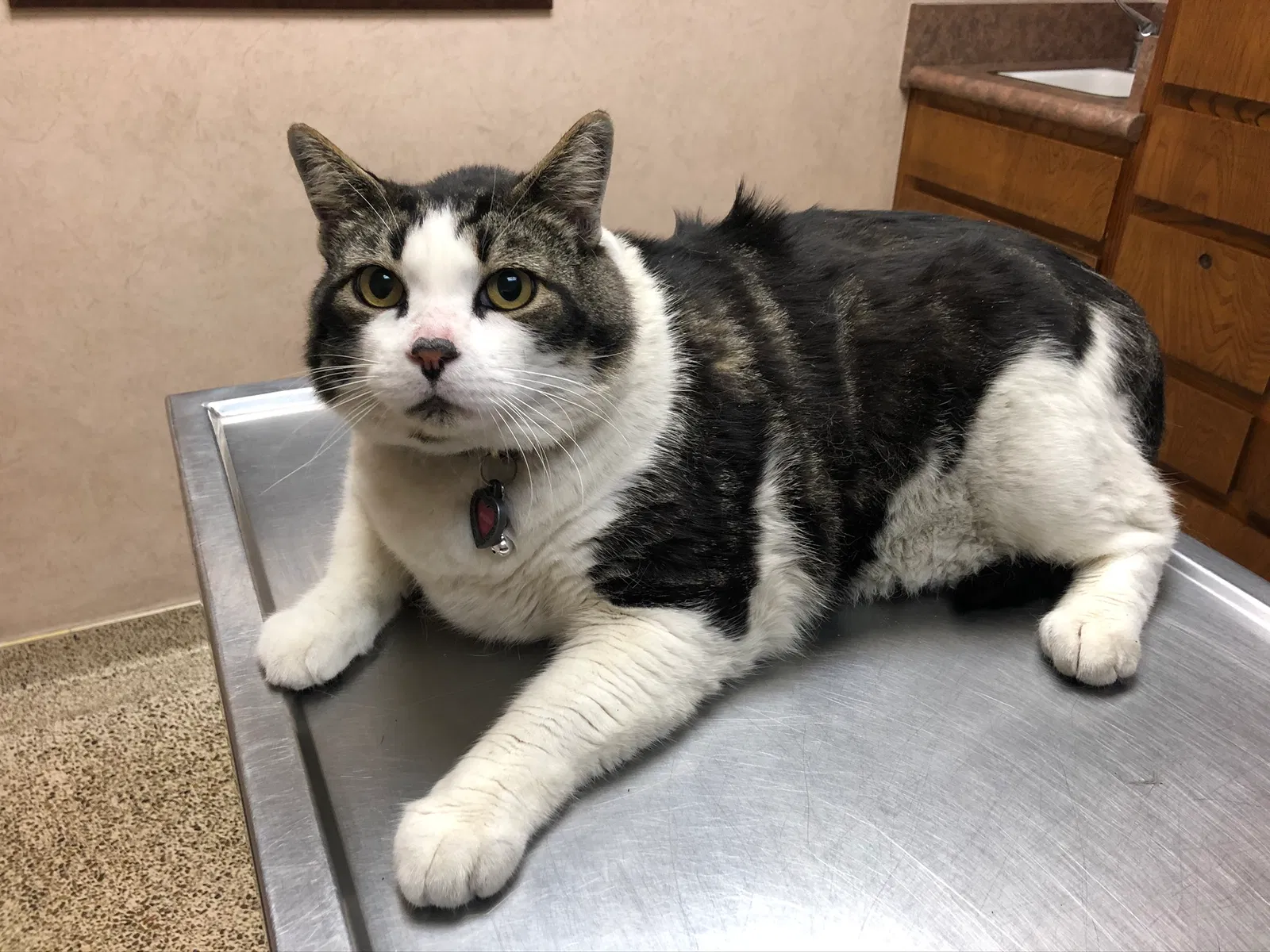 Lost cat in Garden Grove, CA, 92840