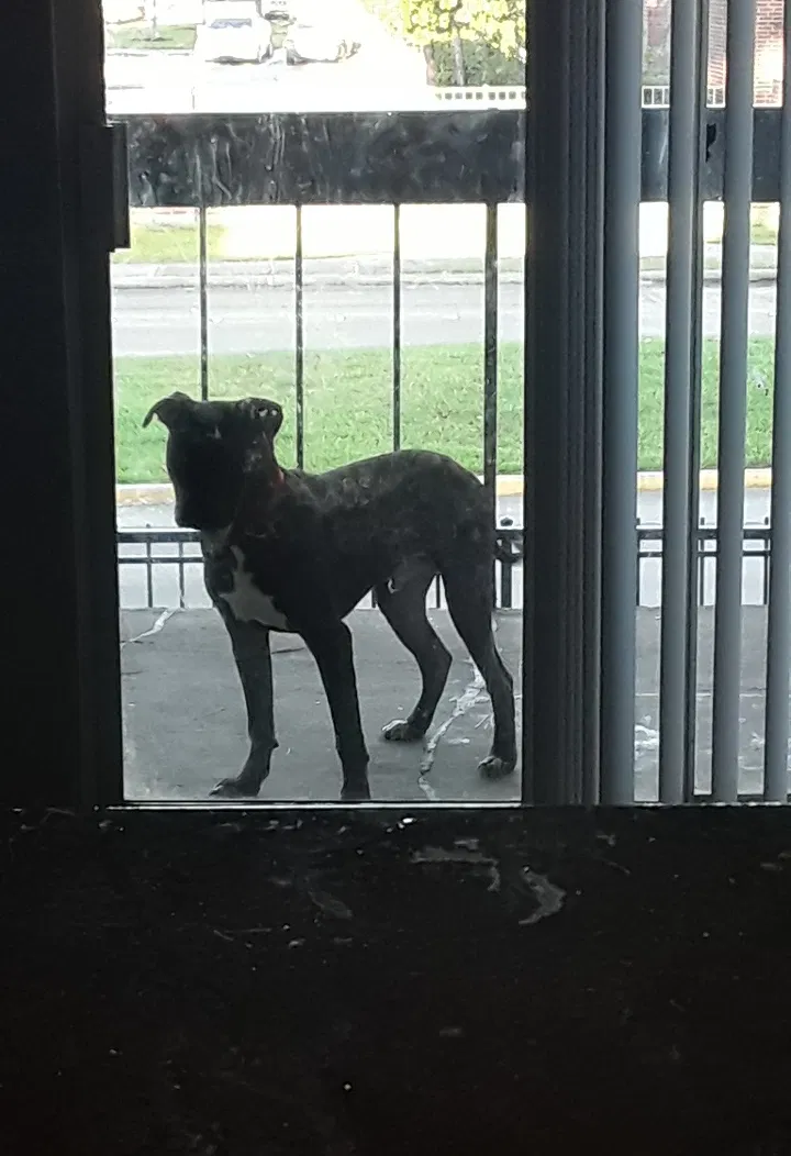 Lost dog in Houston, TX, 77065