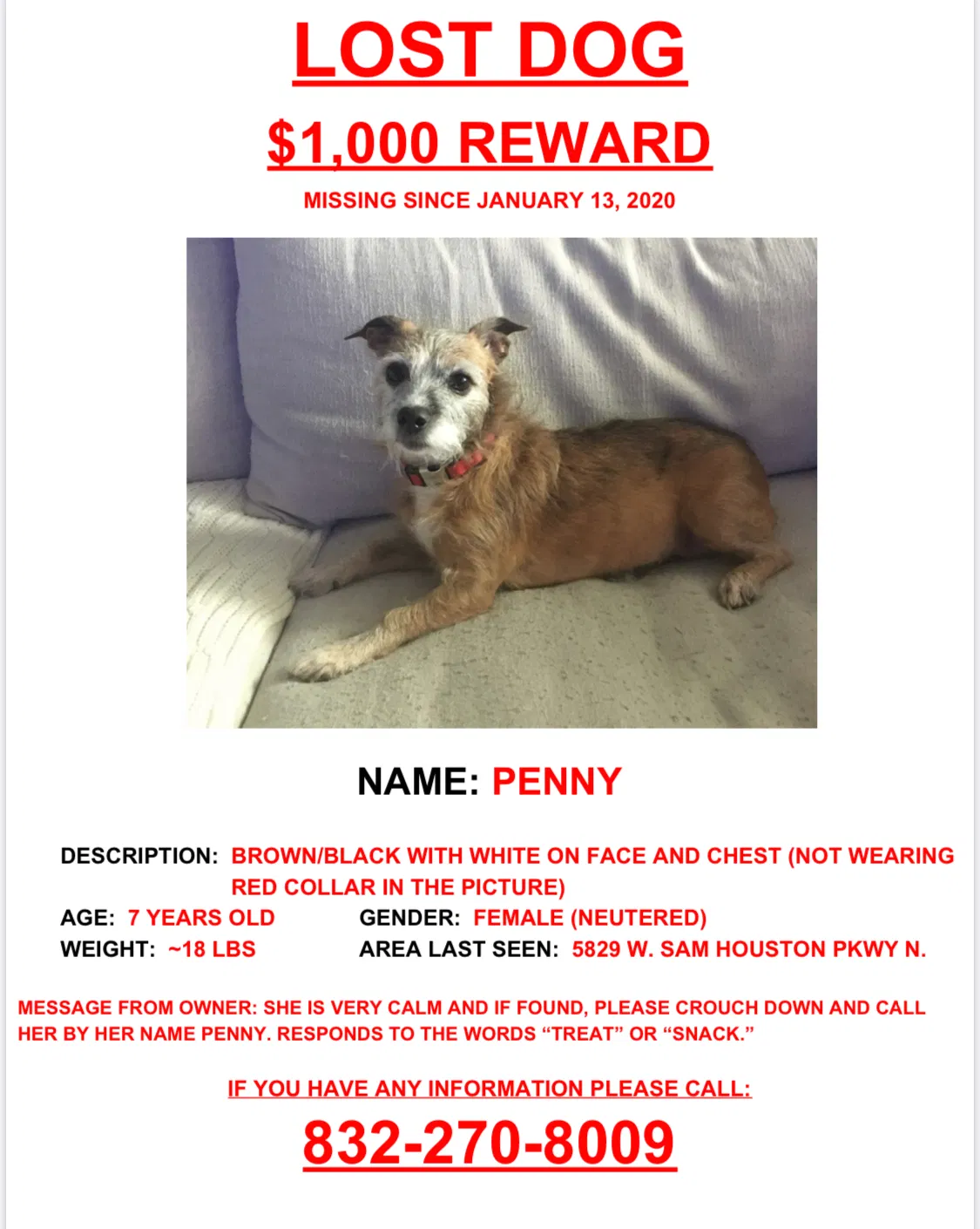 Lost dog in Houston, TX, 77041