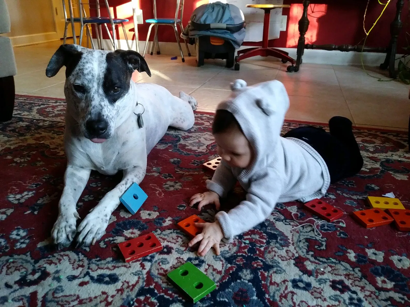Lost dog in Durham, NC, 27704