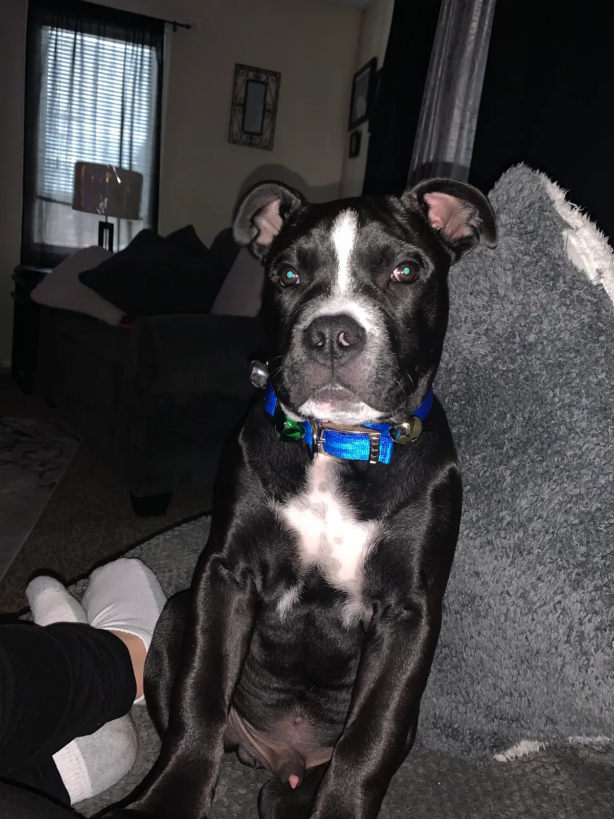 Lost dog in Colorado Springs, CO, 80917