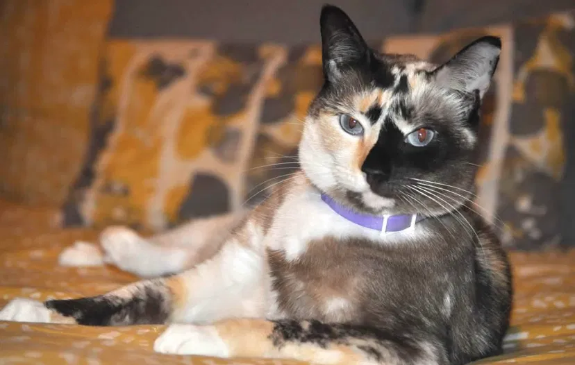 Lost cat in Mooresville, NC, 28115