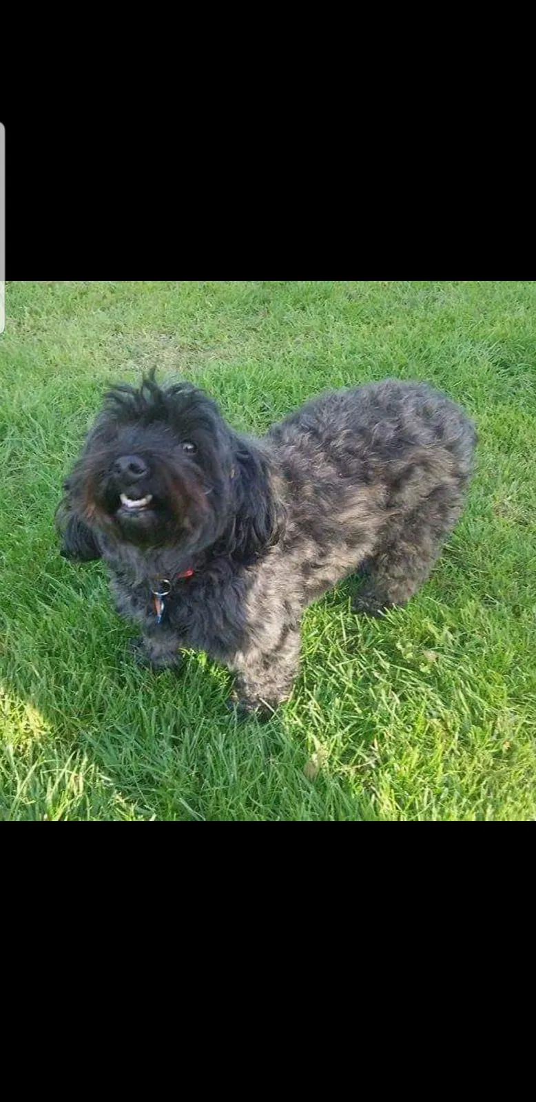 Lost dog in Seattle, WA, 98178
