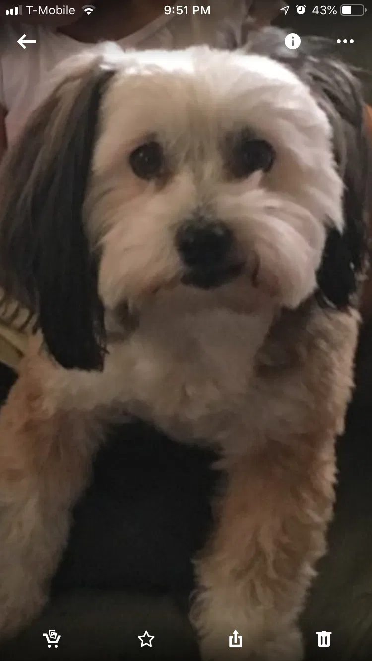 Lost dog in Miami, FL, 33168