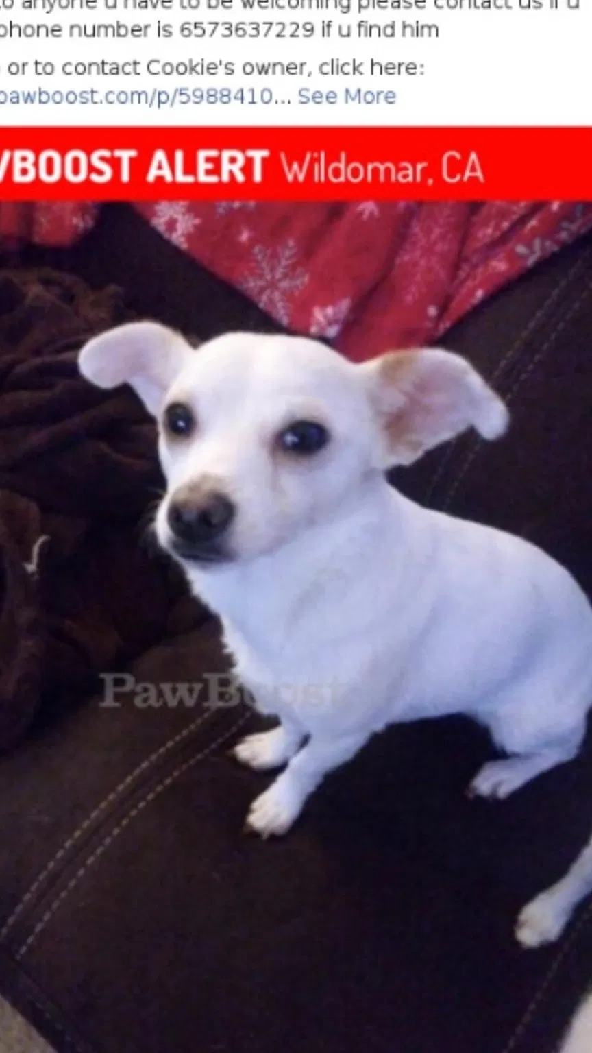Lost dog in Wildomar, CA, 92595