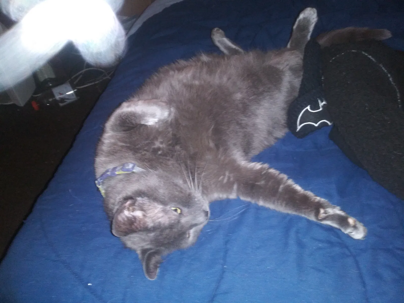 Lost cat in Fayetteville, NY, 13066