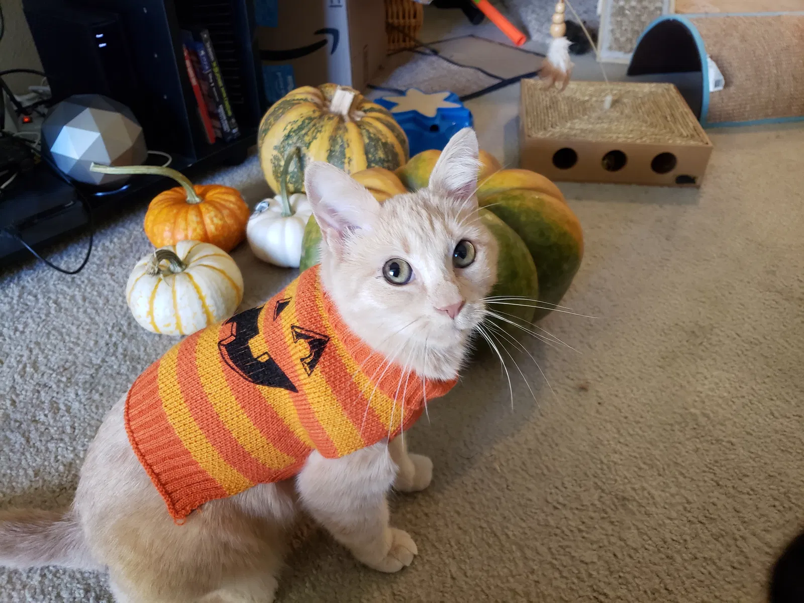 Lost cat in San Marcos, CA, 92078