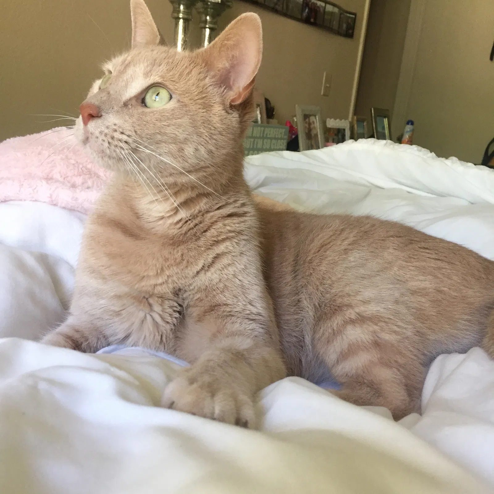 Lost cat in Fair Oaks, CA, 95628