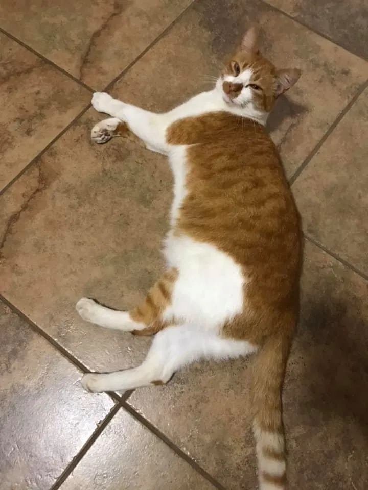 Lost cat in La Mesa, CA, 91942