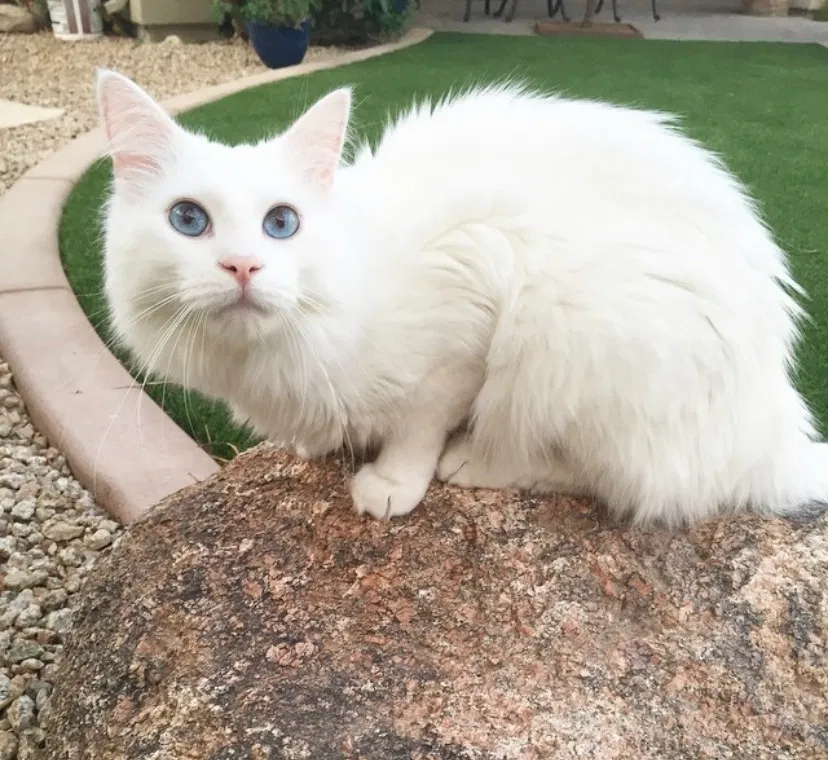 Lost cat in Mesa, AZ, 85210