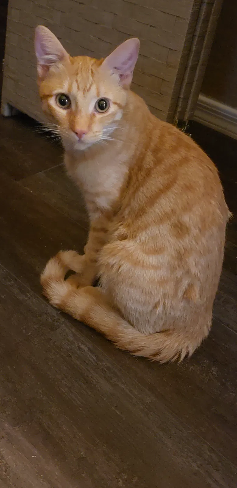 Lost cat in Phoenix, AZ, 85041