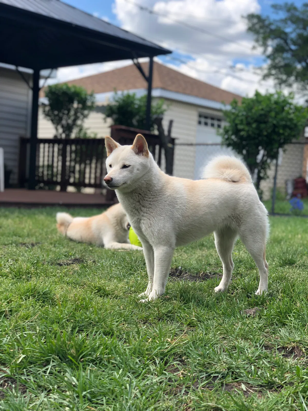Lost dog in Cicero, IL, 60804