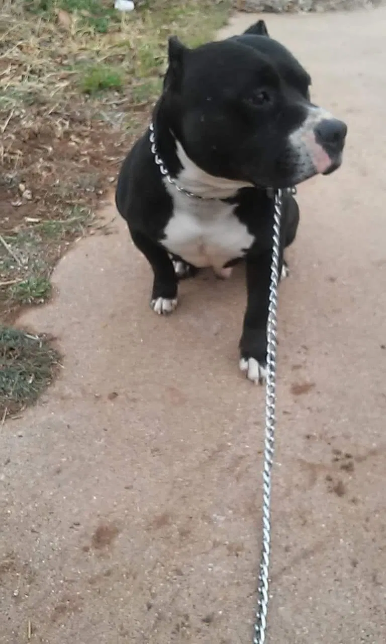 Lost dog in Wolfforth, TX, 79382