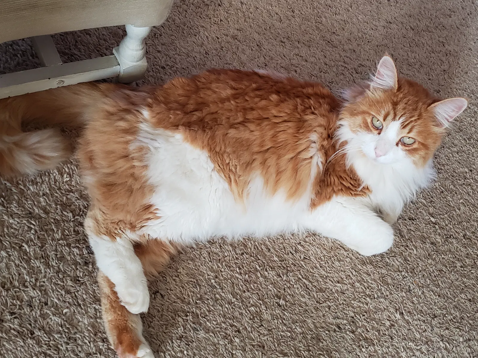Lost cat in Lincoln, CA, 95648
