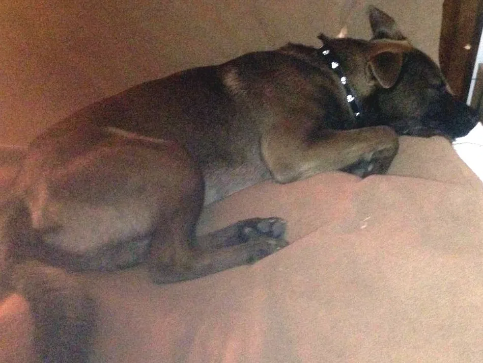 Lost dog in Lillington, NC, 27546